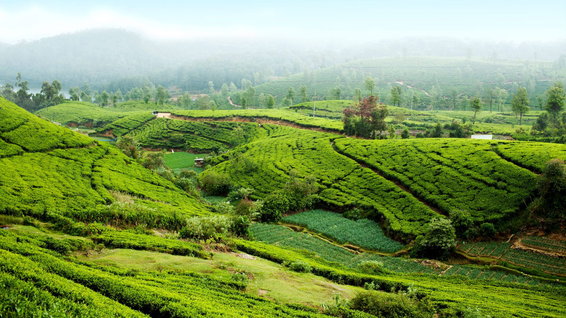Misty Sri Lankan Tea Estate